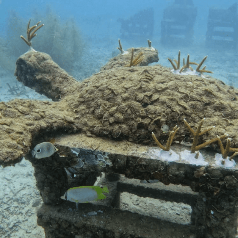 MOC Revive Snorkel Tour - Balance due