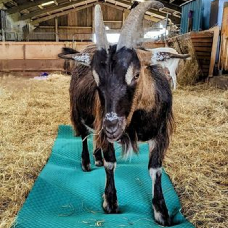 Goat Yoga 2026