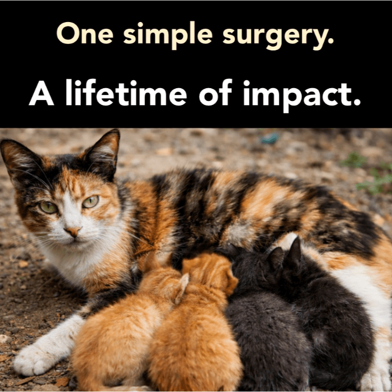 Donate - Save Homeless Cats through Spay & Neuter