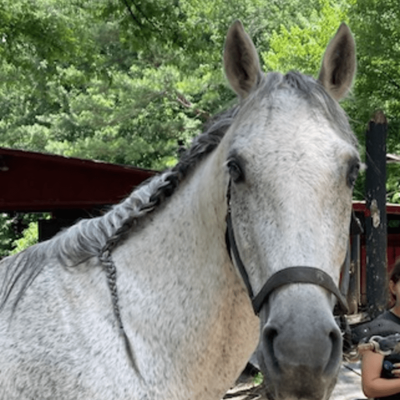 Sponsor River: The Horse who Teaches us to Trust