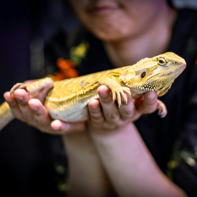 Reptile Experience