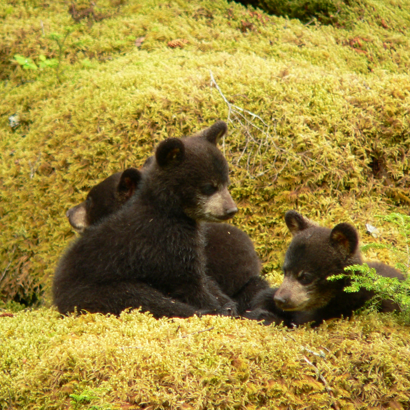 Bear Cub Haven