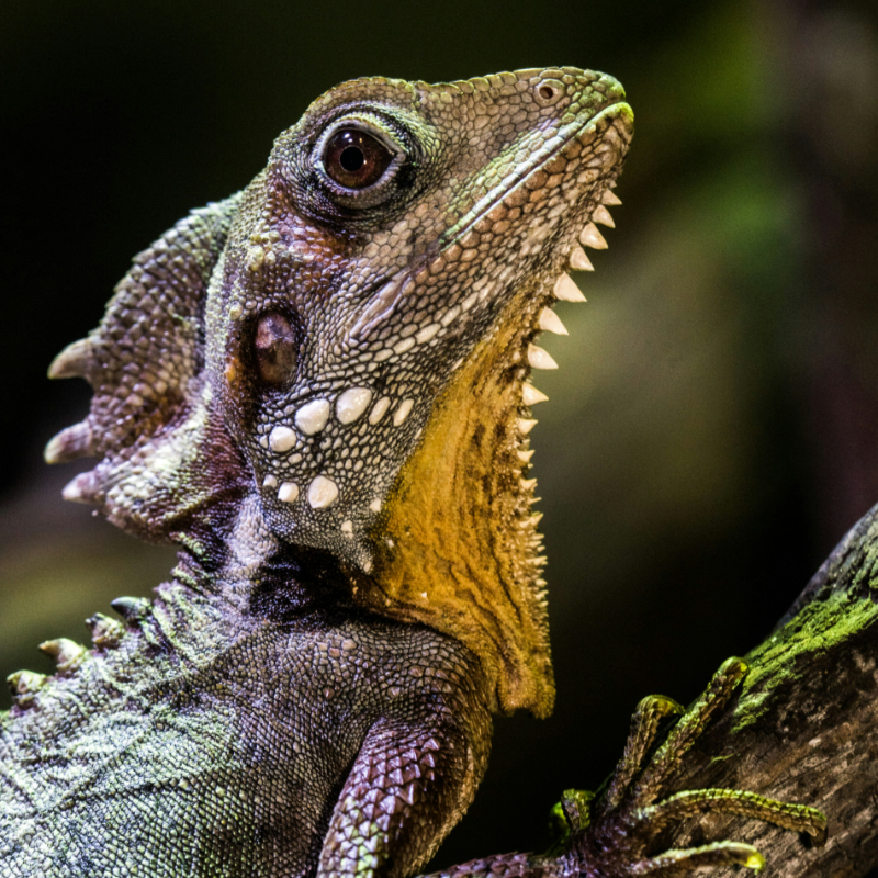 Reptile Handling Wristband