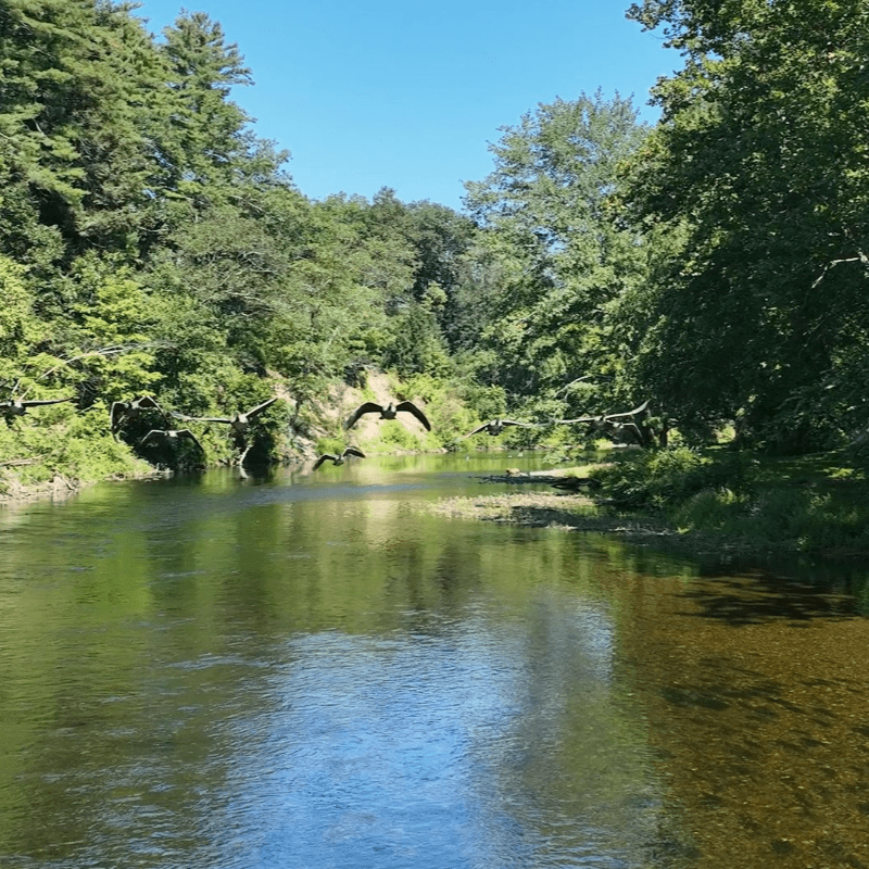 Neversink River Festival 2026