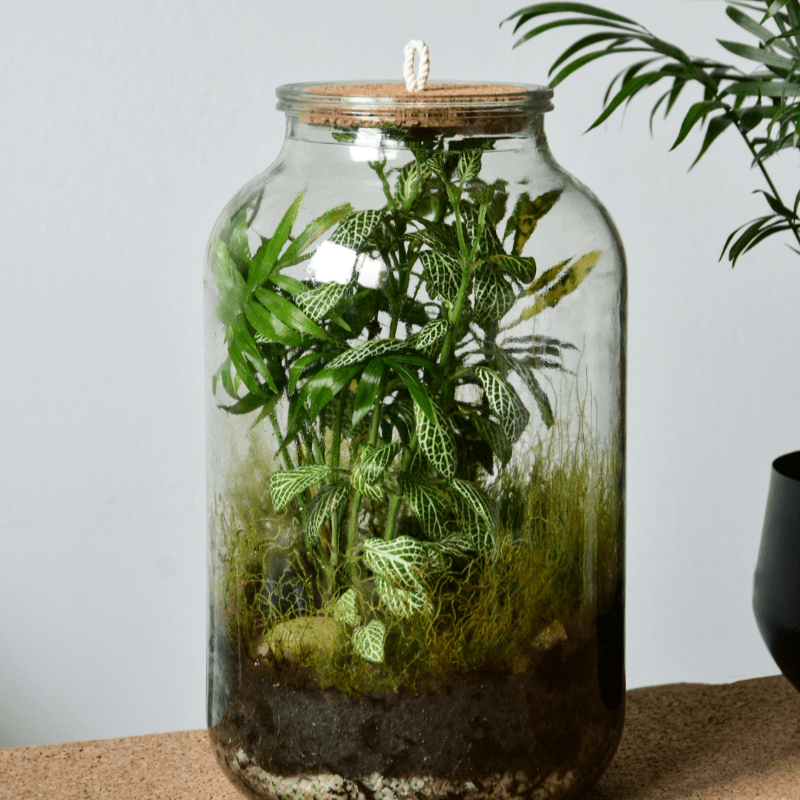 The Friends of NorthKey: Terrarium Workshop hosted by Niche Terrariums