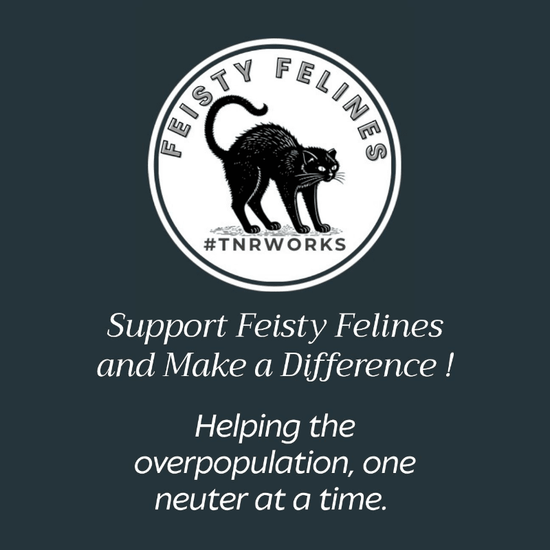 Sponsor a TNR ~  Donate to Change Lives