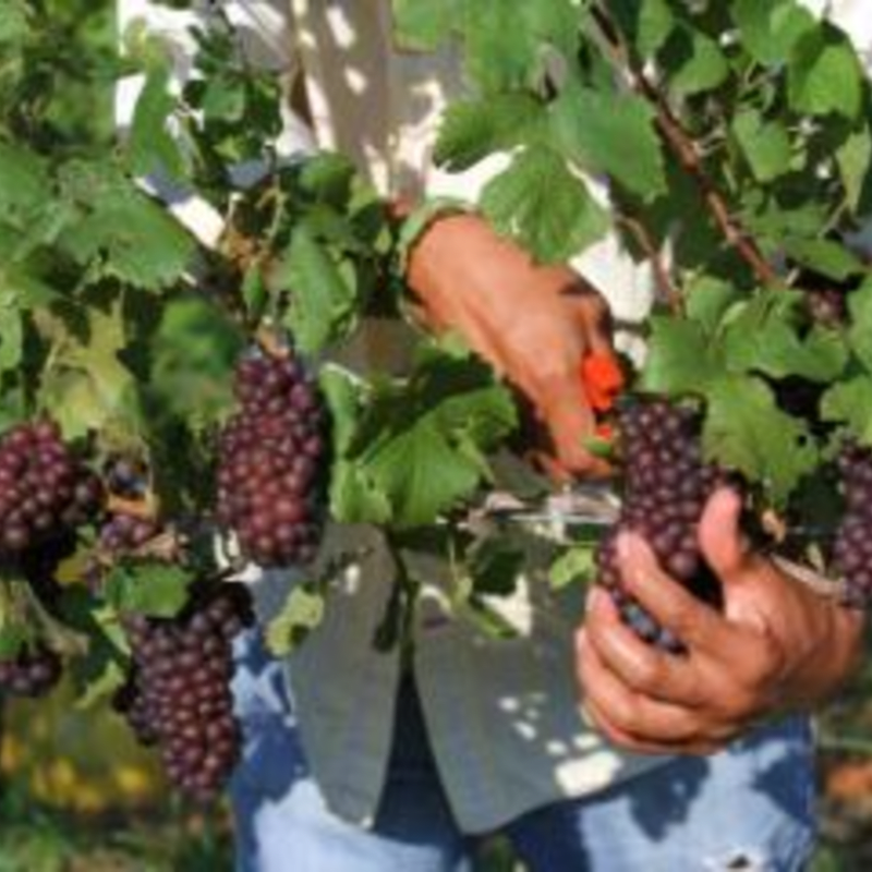 Harvest Time at the Nissen's
