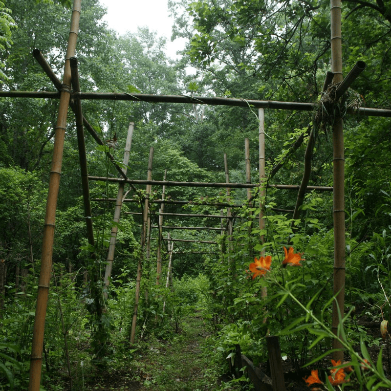 Support the Future of Mountain Gardens