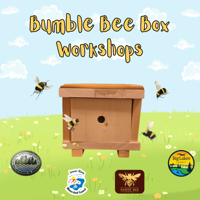 Bumble Bee Box Workshop