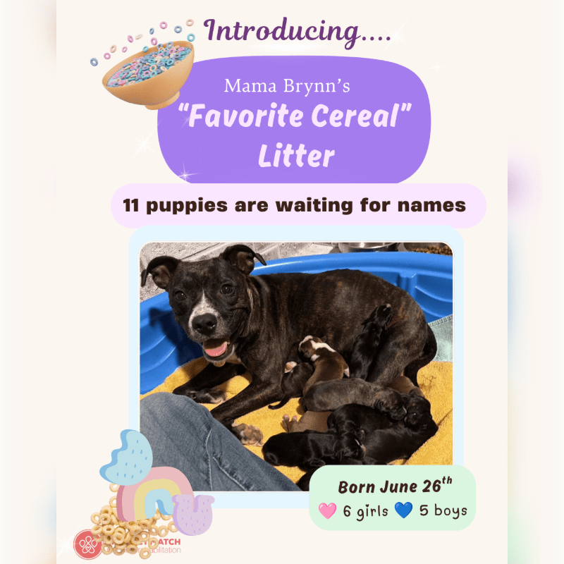 Sponsor Mama Brynn's Cereal Litter