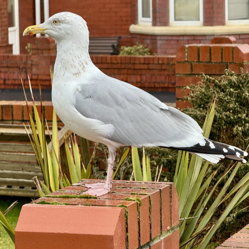 Operation Seabird at Global Bird Fair 2026