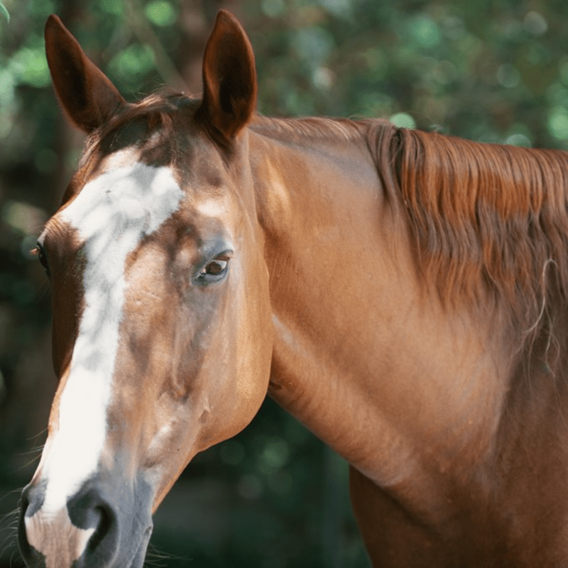 Sponsor a Red Heart Horse