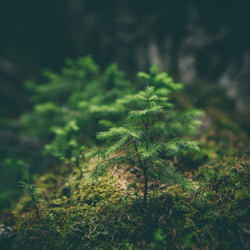 Evergreen Summer Camp Tuition Payment #2