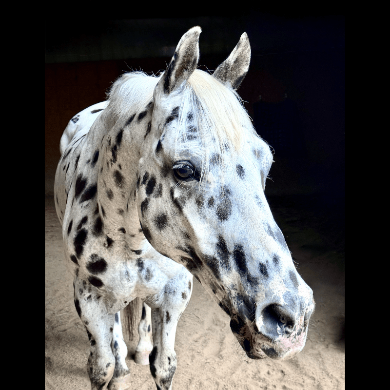 Spot's New Beginning