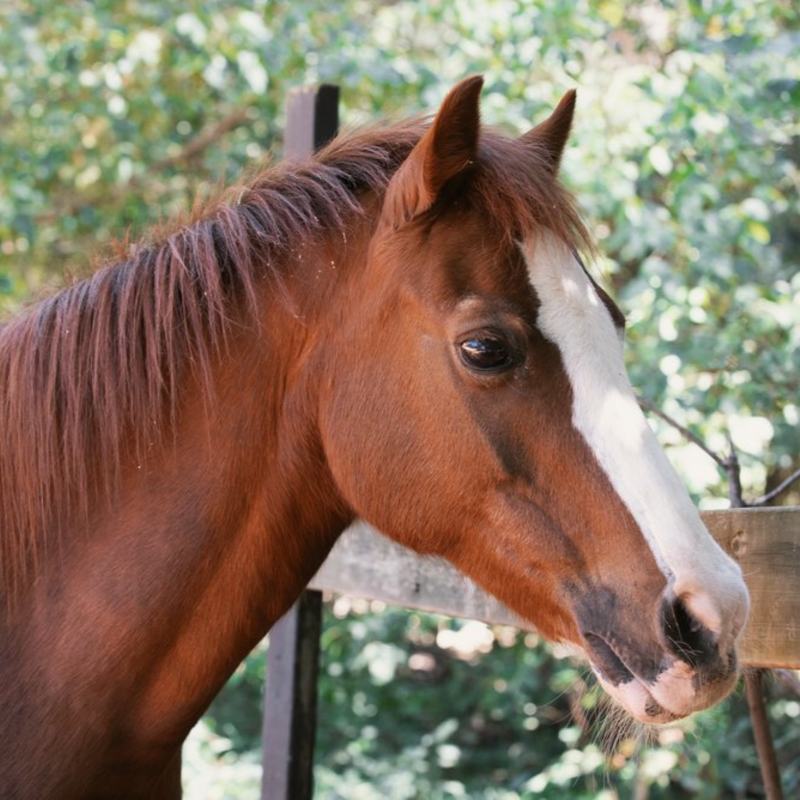 Help Red Heart Horse Begin a New Chapter in Milton