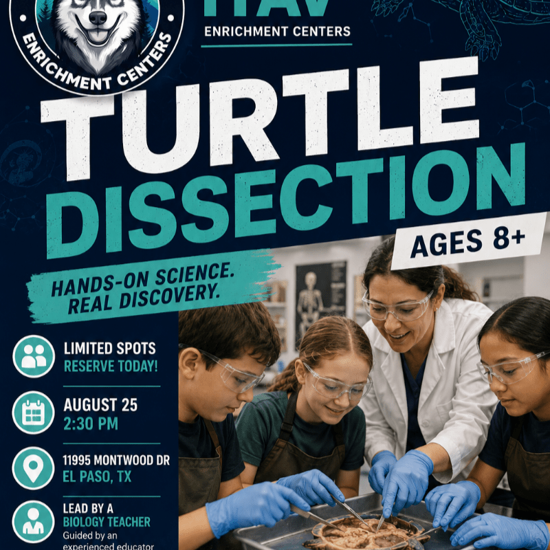 Turtle Dissection