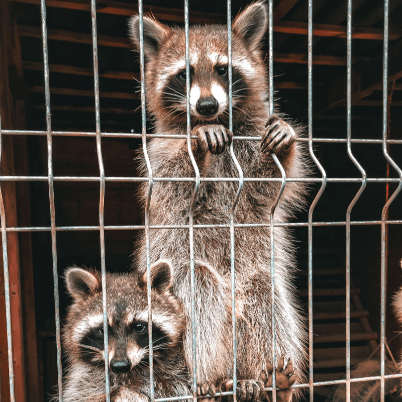 Support SCEAR's Emergency Animal Response Team