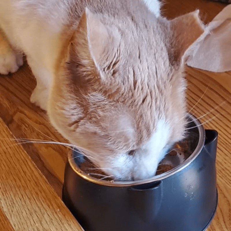 National Feed a Rescue Pet Week