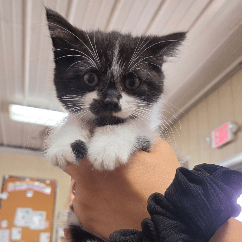 Help Bernie Bounce Back! 🐱🐾