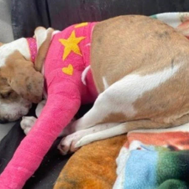 Sponsor a Dog