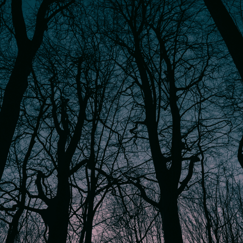 Night Hikes