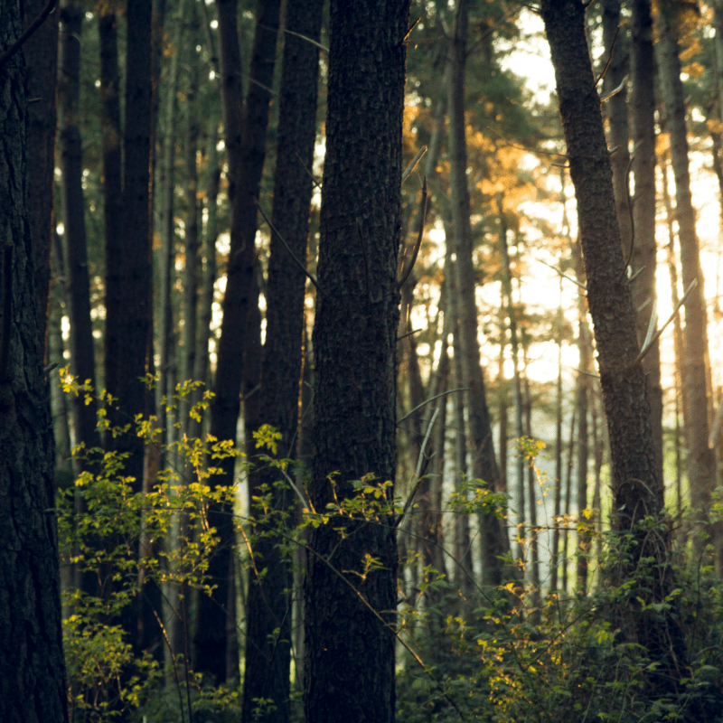 Sustainability Coalition Of Texas's Memberships