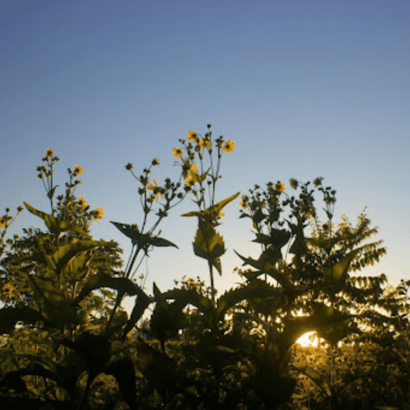 Wild Soul at Harvest Preserve Contemplative Conversations -August
