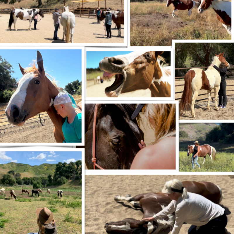 The Healing Herd Circle of Care