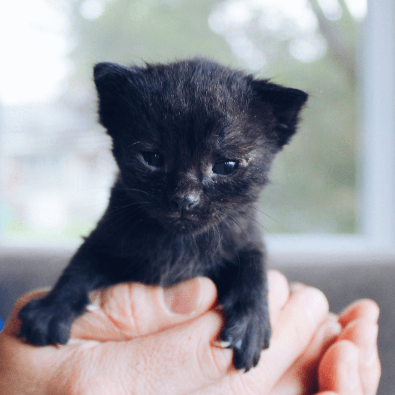 Ty Nant Cat Sanctuary's Sponsorship