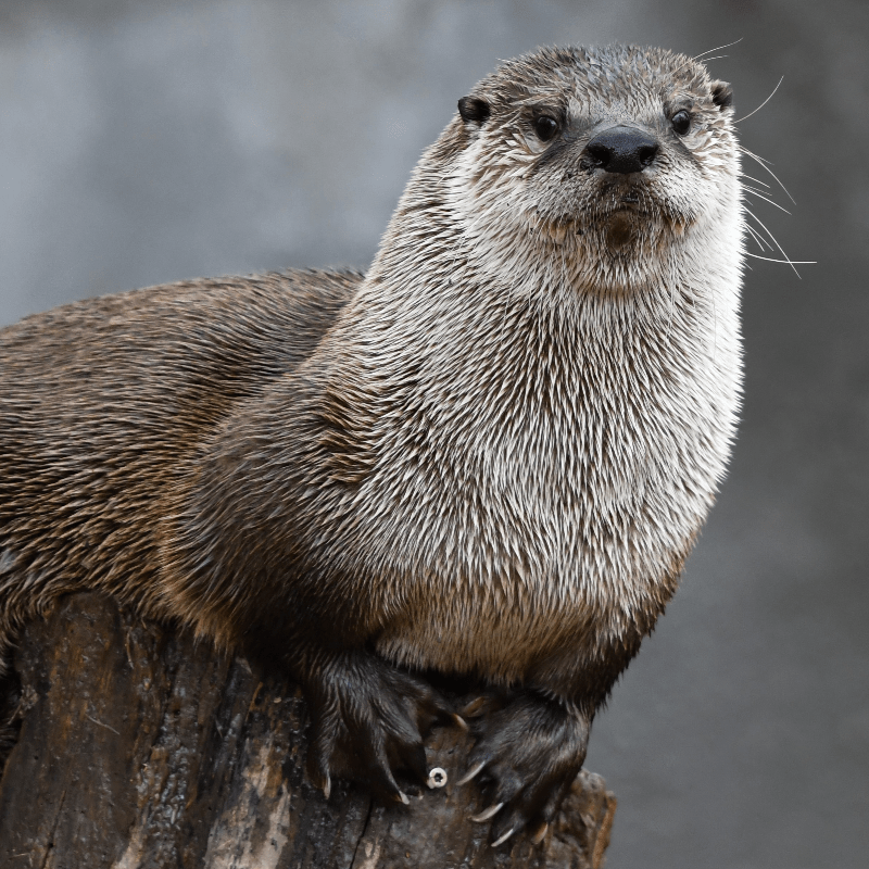 River Otter Ecology Project