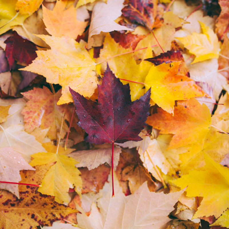 Fall Fling