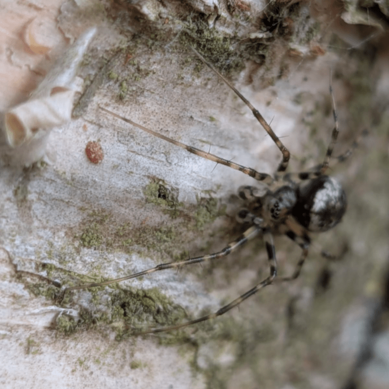 Spiders at Nosterfield Nature Reserve
