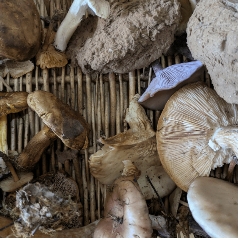 Introduction to Fungi