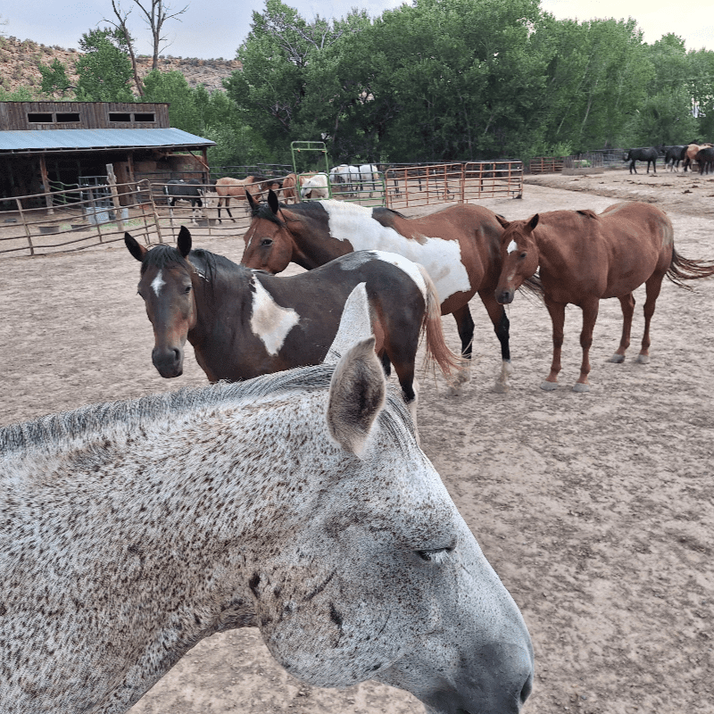 Metaphorse EFL Certification 3 Payment Plan