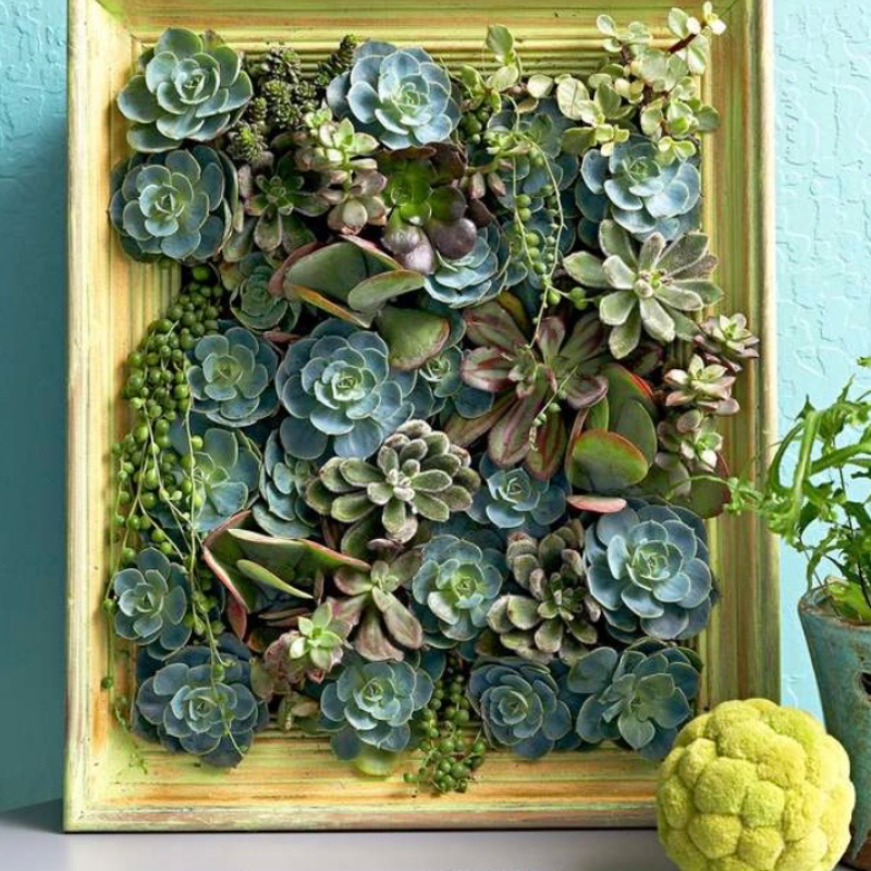 Fun With Flowers- Succulent Picture Frame