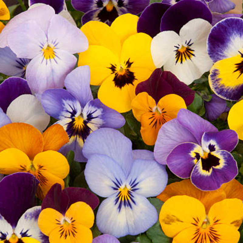 Galveston Garden Club Annual Pansy Sale
