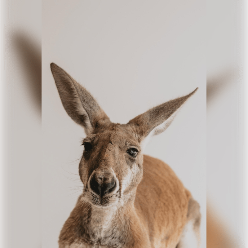 ROOFus Celebrates 30 Years with the BYM!