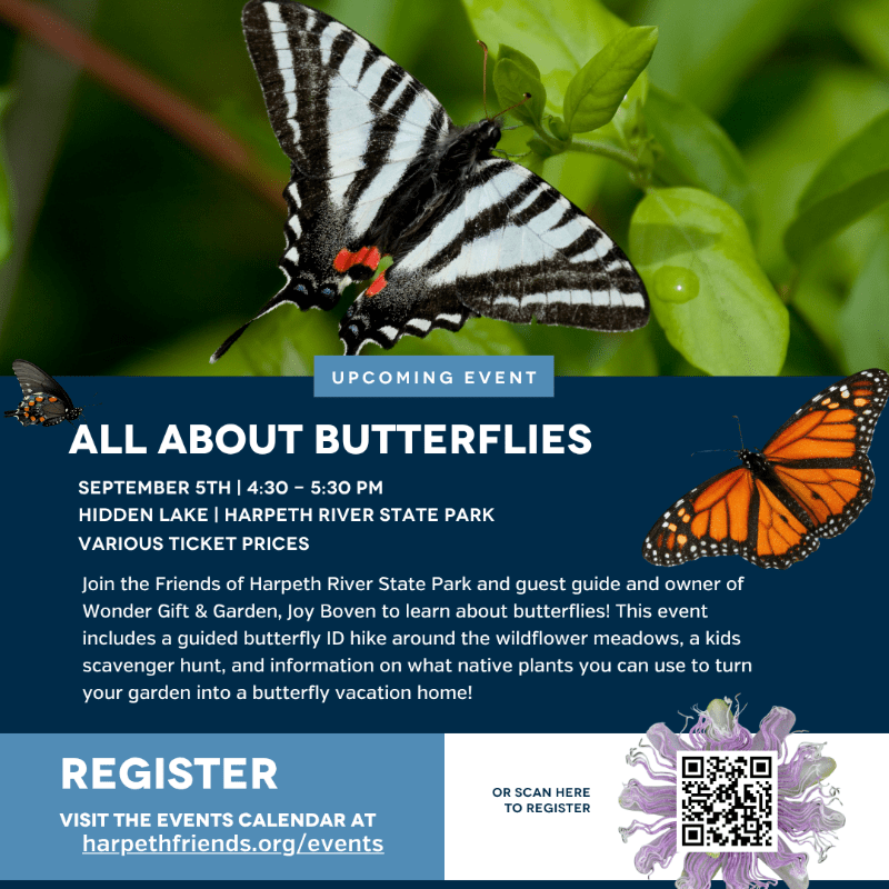 All About Butterflies
