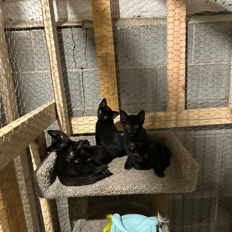 Help Mama Spice Save More Lives 🐾