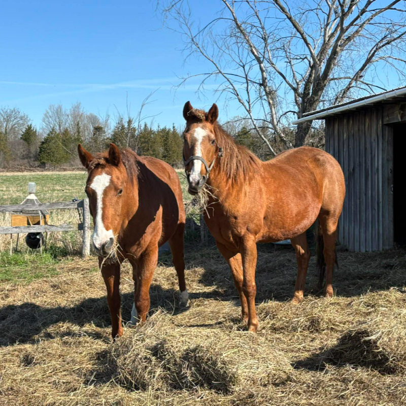 Support our Sanctuary Horses