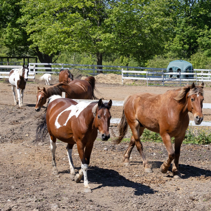 Sponsor A Horse!