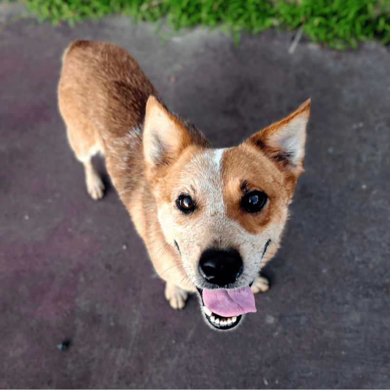Wally 5's Heartworm Treatment