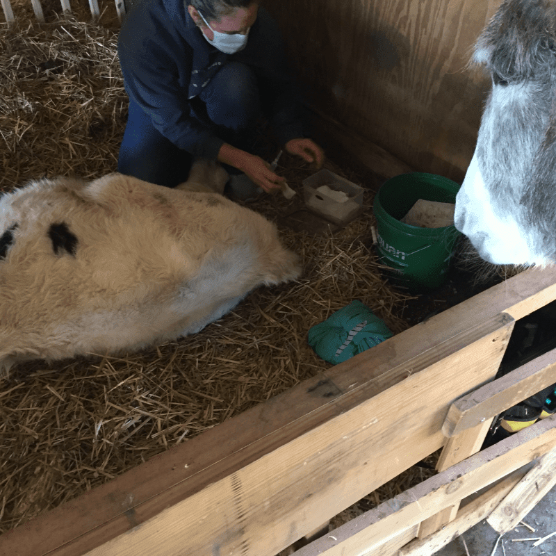 Emergency Veterinary Funds