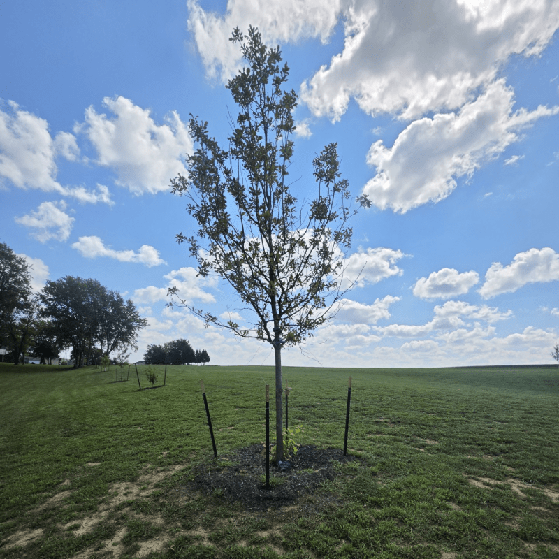 The MHHP Adopt-a-Tree Campaign