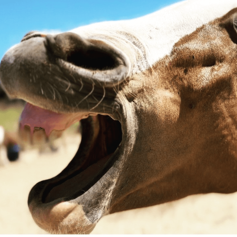 🐴 Horses, Humans & the Neurobiology of Presence (Oct)