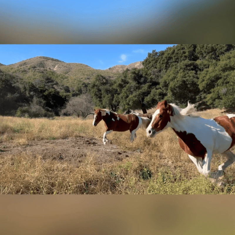 🐴  Moving with the Herd (Oct)