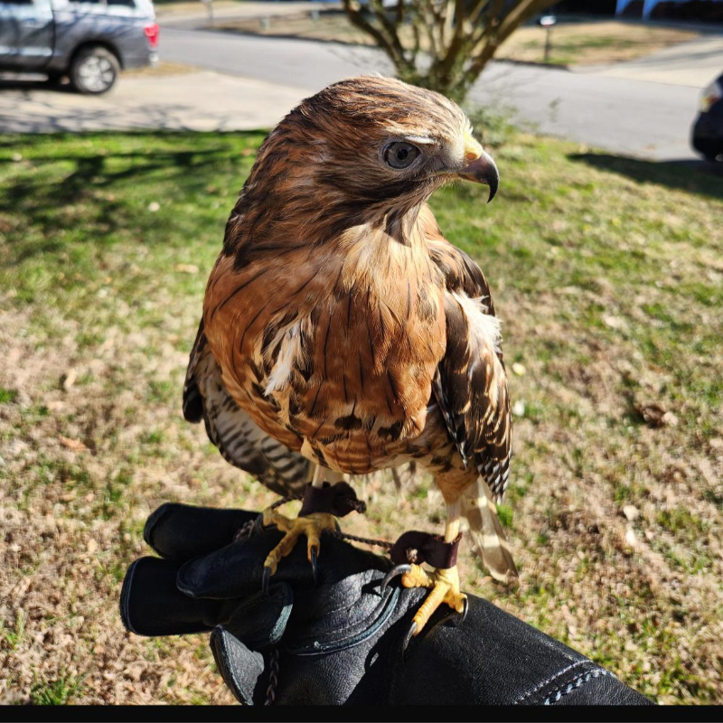 Adopt Red Shouldered Hawk Chaos!
