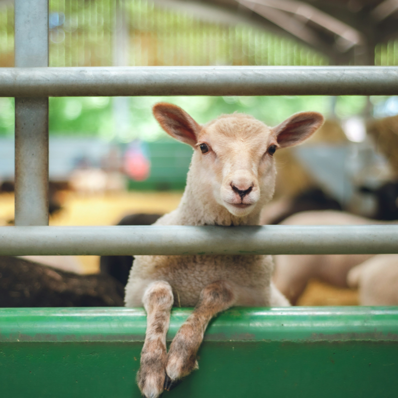 Lamb & Goat Showmanship