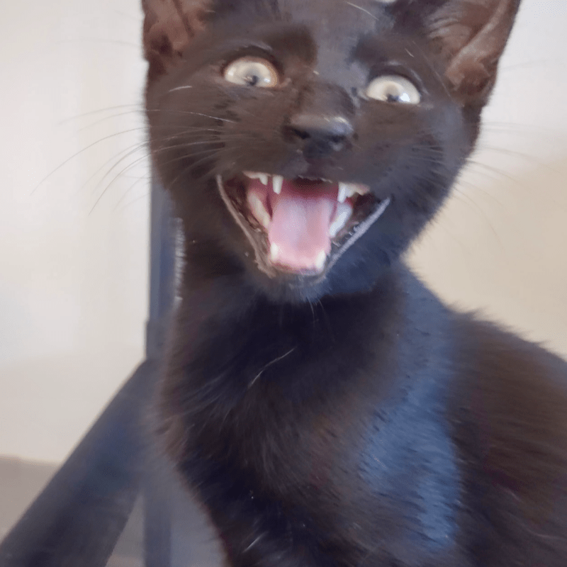 Cat Lounge Visit