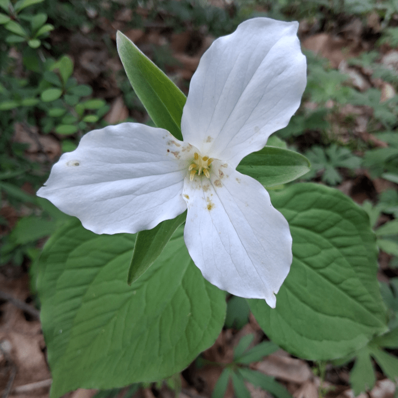 Trillium Painting Class